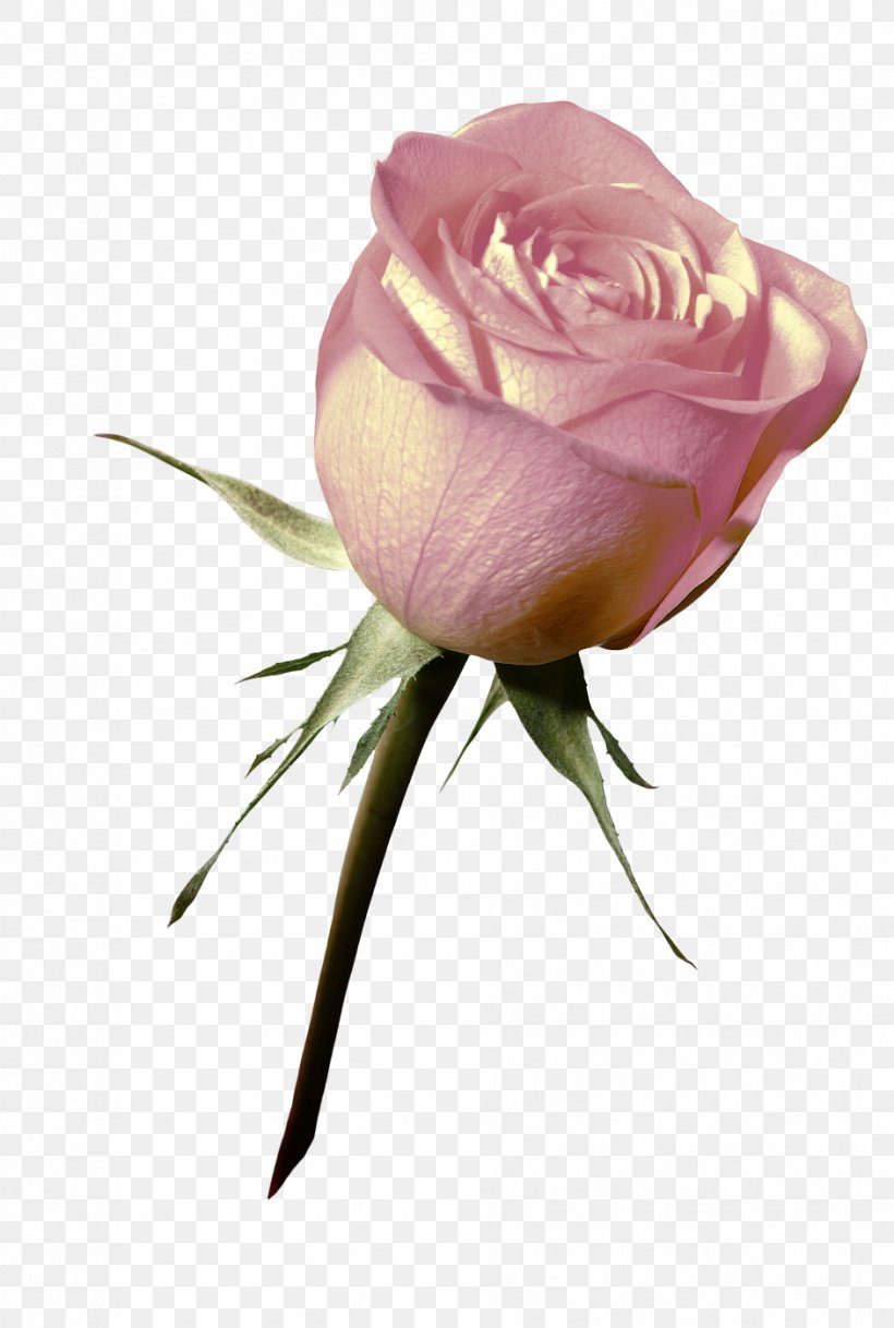 Garden Roses Cabbage Rose Design Flower Petal, PNG, 942x1400px, Garden Roses, Botany, Bud, Cabbage Rose, Common Peony Download Free