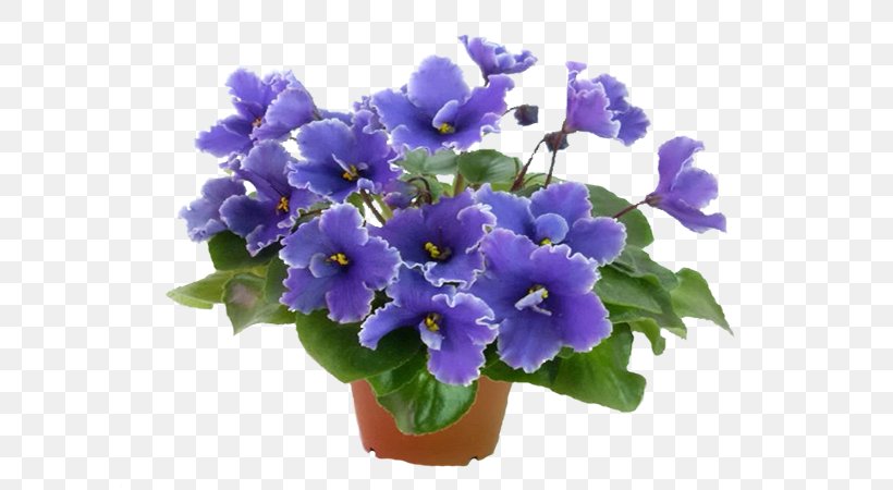 Houseplant Flowerpot Internet, PNG, 600x450px, 2016, Houseplant, Annual Plant, Bellflower, Bellflower Family Download Free