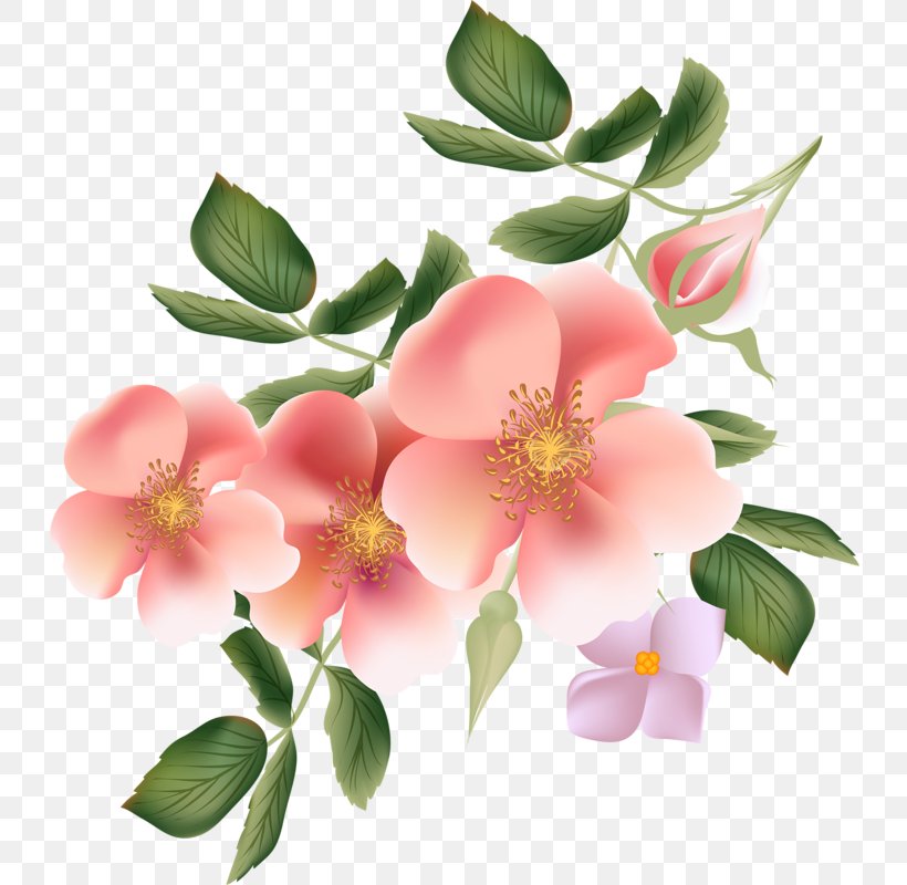 Rose Wallpaper, PNG, 735x800px, Rose, Blossom, Branch, Drawing, Floral Design Download Free