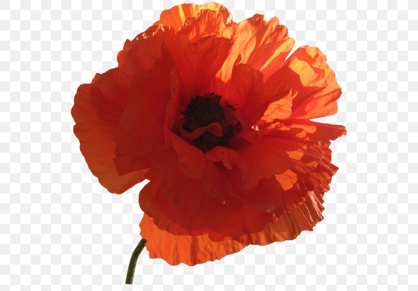 Flower Poppy Clip Art, PNG, 547x572px, Flower, Common Poppy, Cut Flowers, Flowering Plant, Orange Download Free