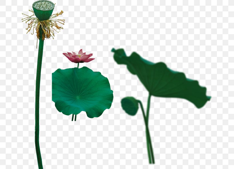 Sacred Lotus Image GIF, PNG, 670x594px, Sacred Lotus, Blog, Flora, Flower, Flowering Plant Download Free