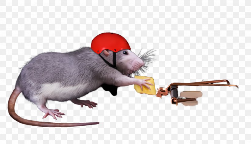Rat Mouse Muridae Pest Muroidea, PNG, 2632x1520px, Rat, Animation, Mouse, Mousetrap, Muridae Download Free