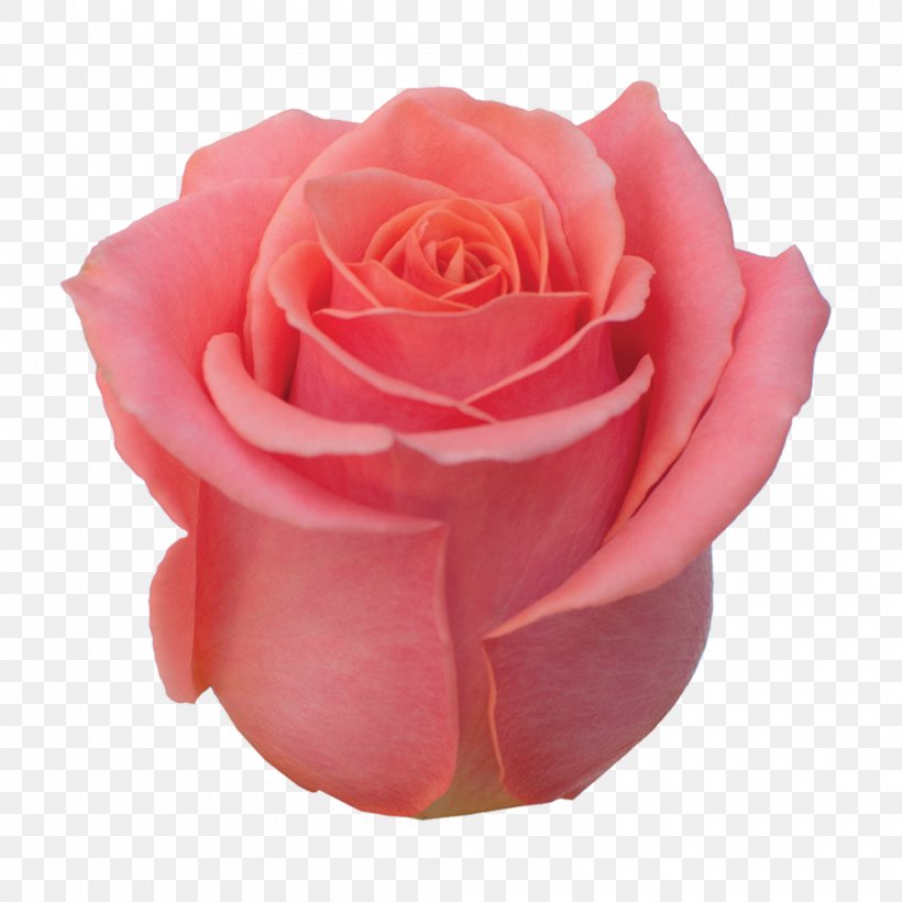 Garden Roses Cabbage Rose Floribunda Cut Flowers Petal, PNG, 1000x1000px, Garden Roses, Cabbage Rose, Closeup, Cut Flowers, Floribunda Download Free