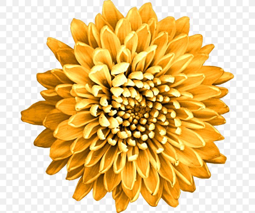 MoneySavingExpert.com Limited Price Chrysanthemum YouTube, PNG, 687x687px, Price, Balloon, Chrysanthemum, Chrysanths, Company Download Free