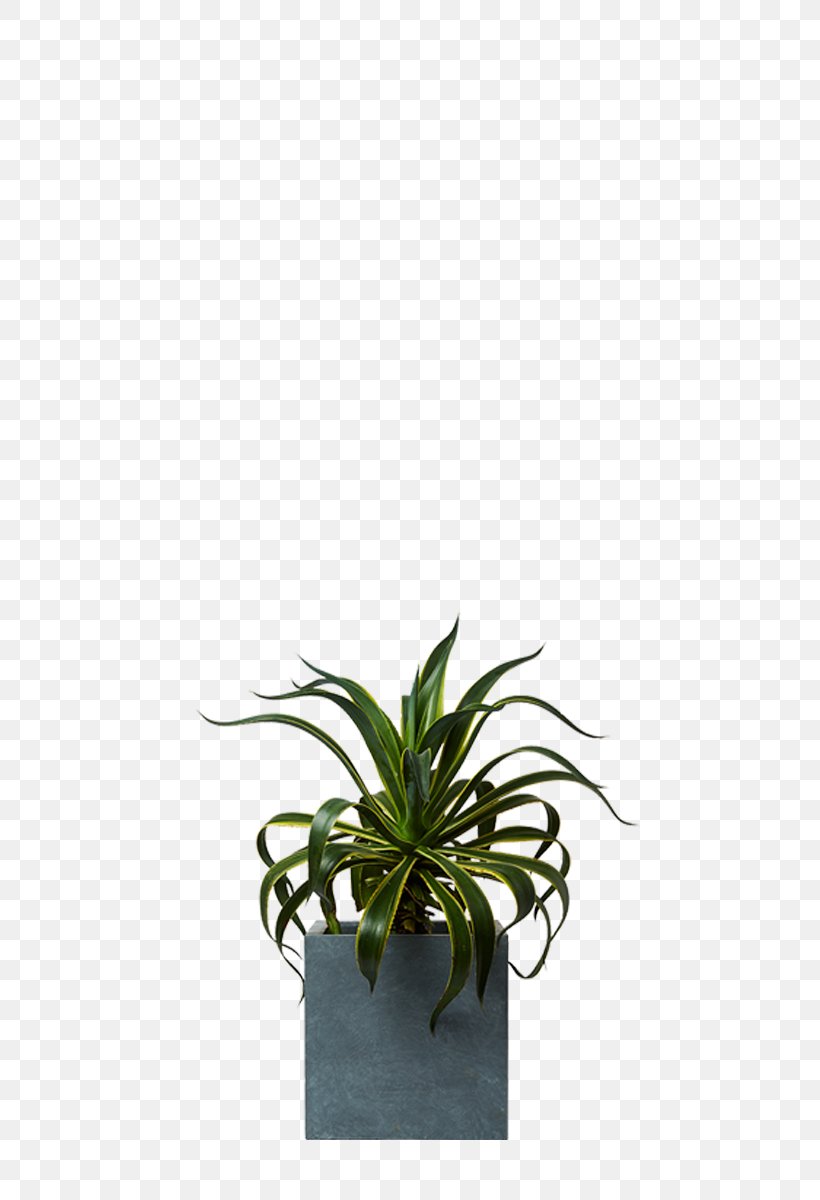 Agave Aloes Houseplant Agavaceae, PNG, 800x1200px, Agave, Agavaceae, Agavoideae, Aloe, Aloes Download Free