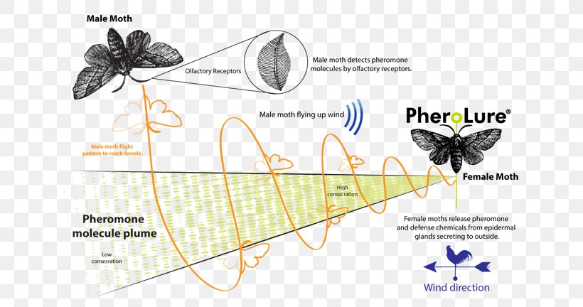 Butterfly Moth Wing Graphics Insect, PNG, 649x432px, Butterfly, Butterflies And Moths, Diagram, Drawing, Insect Download Free