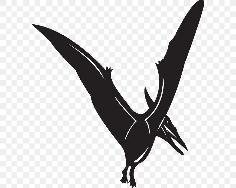 Clip Art Line Art Illustration Pteranodon, PNG, 600x655px, Line Art, Art, Beak, Bird, Bird Of Prey Download Free