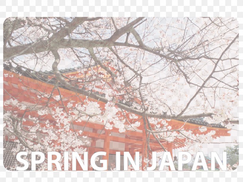 Heian Shrine Cherry Blossom Heian Jingu Shrine Wallpaper, PNG, 1050x788px, Heian Shrine, Area, Branch, Cherry, Cherry Blossom Download Free