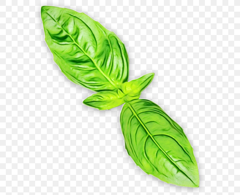 Leaf Green Plant Flower Vegetable, PNG, 586x669px, Watercolor, Basil, Flower, Green, Leaf Download Free