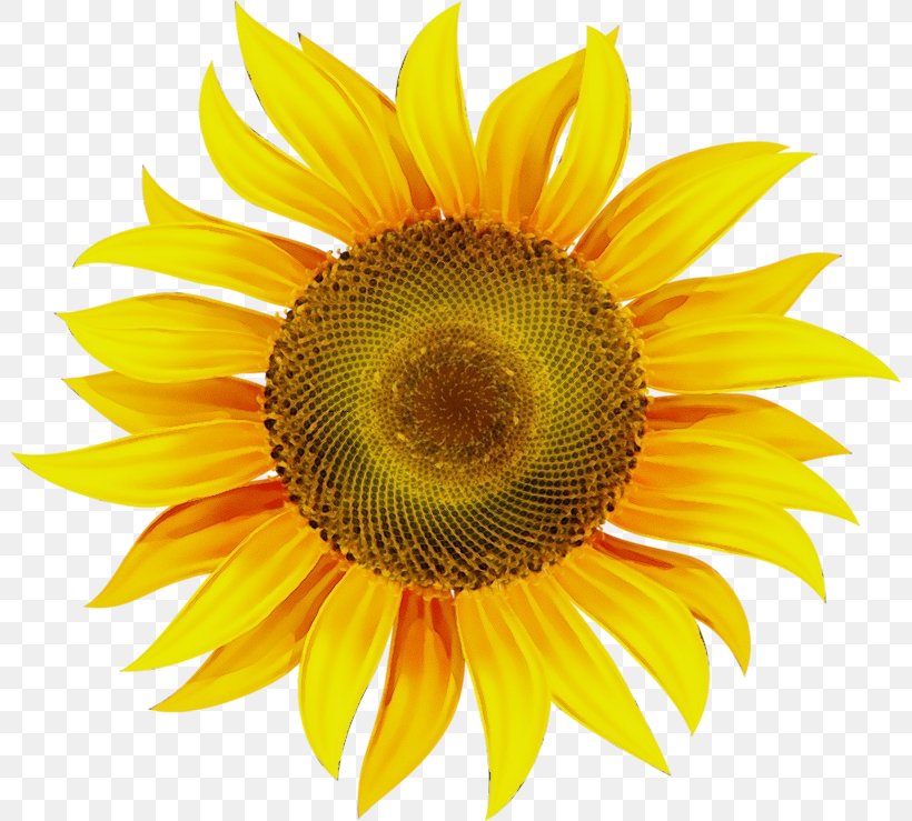 Sunflower, PNG, 800x739px, Watercolor, Closeup, Flower, Flowering Plant, Paint Download Free