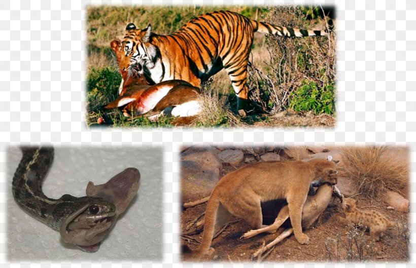 Terrestrial Animal Homo Sapiens Wildlife Big Cat, PNG, 1224x790px, Animal, Big Cat, Big Cats, Carnivoran, Cat Like Mammal Download Free