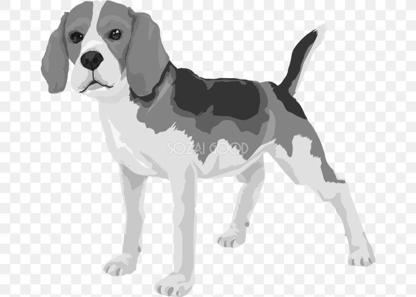 Beagle Harrier English Foxhound American Foxhound Treeing Walker Coonhound, PNG, 660x585px, Beagle, American Foxhound, Breed, Carnivoran, Companion Dog Download Free
