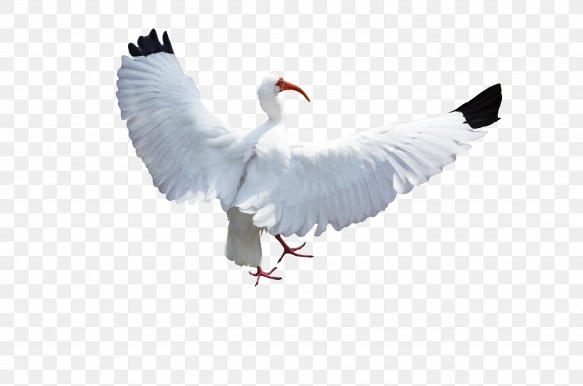 Bird Columbidae Crane Flight, PNG, 4928x3264px, Bird, American White Ibis, Australian White Ibis, Beak, Columbidae Download Free