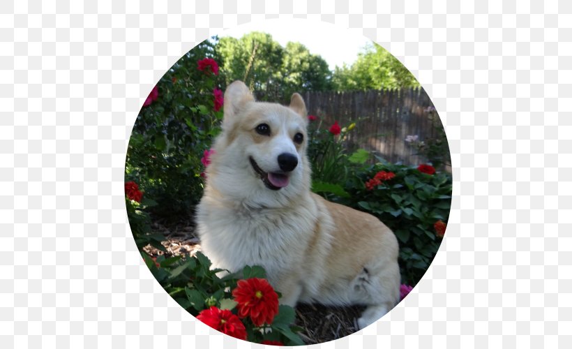 Dog Breed Norwegian Buhund Icelandic Sheepdog Pembroke Welsh Corgi White Shepherd, PNG, 500x500px, Dog Breed, Canaan Dog, Cardigan Welsh Corgi, Christmas Ornament, Dog Download Free