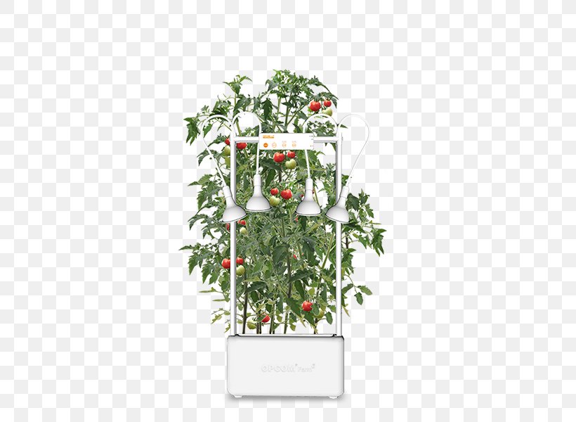 Flowerpot Floral Design Houseplant Tree, PNG, 600x600px, Flowerpot, Christmas Decoration, Evergreen, Flora, Floral Design Download Free