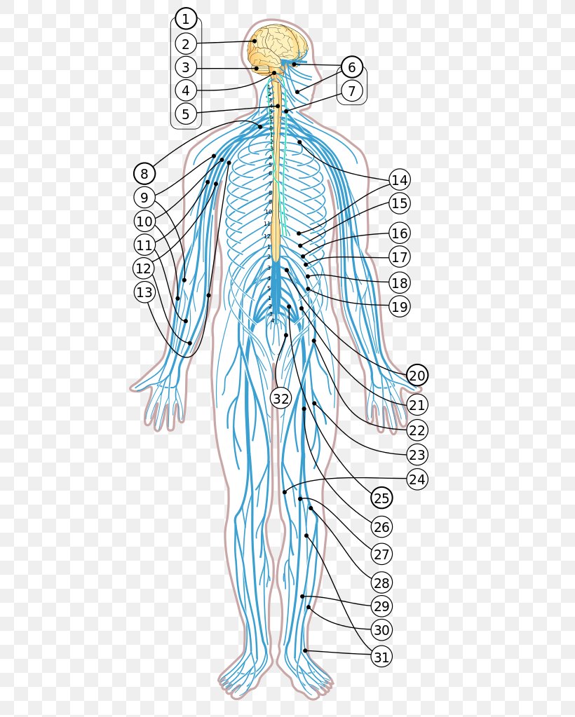 Human Body Diagram Nervous System Nerve Homo Sapiens, PNG, 509x1023px, Watercolor, Cartoon, Flower, Frame, Heart Download Free