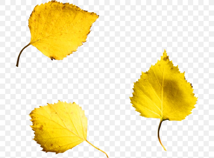 Leaf, PNG, 699x605px, Leaf, Petal, Yellow Download Free