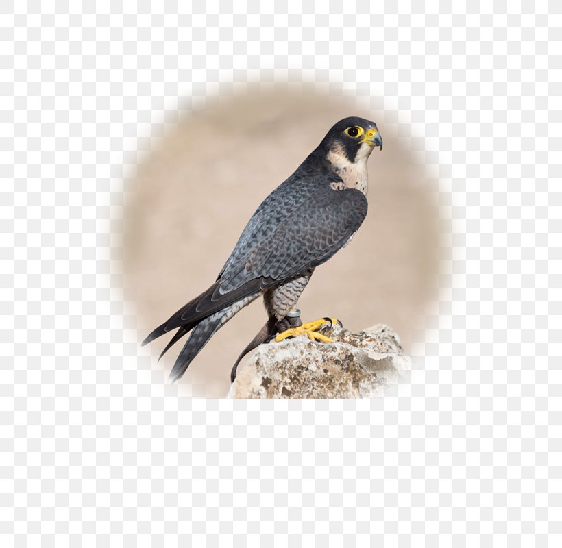 Bird Of Prey Peregrine Falcon Animal, PNG, 600x800px, Bird, All About Birds, Animal, Australian Hobby, Beak Download Free