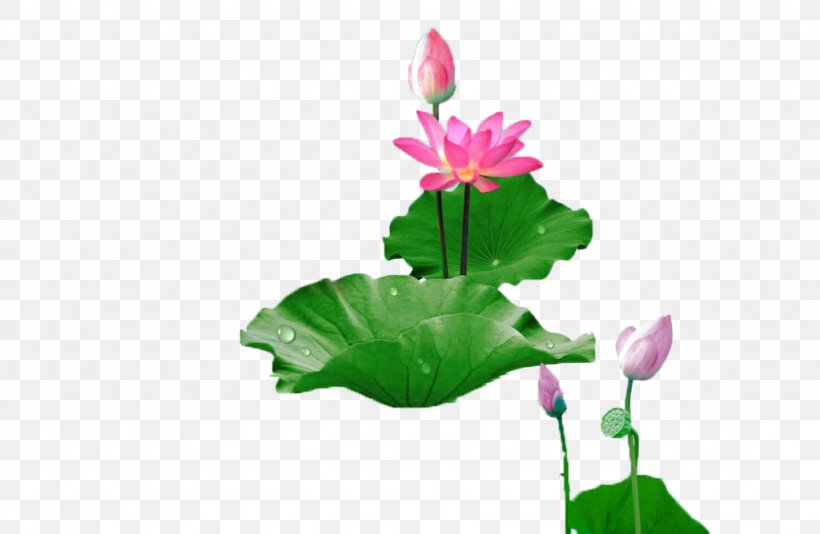 China Xiaoman Falun Gong Buddhahood Nelumbo Nucifera, PNG, 1024x668px, China, Buddhahood, Dharma, Falun Gong, Flora Download Free