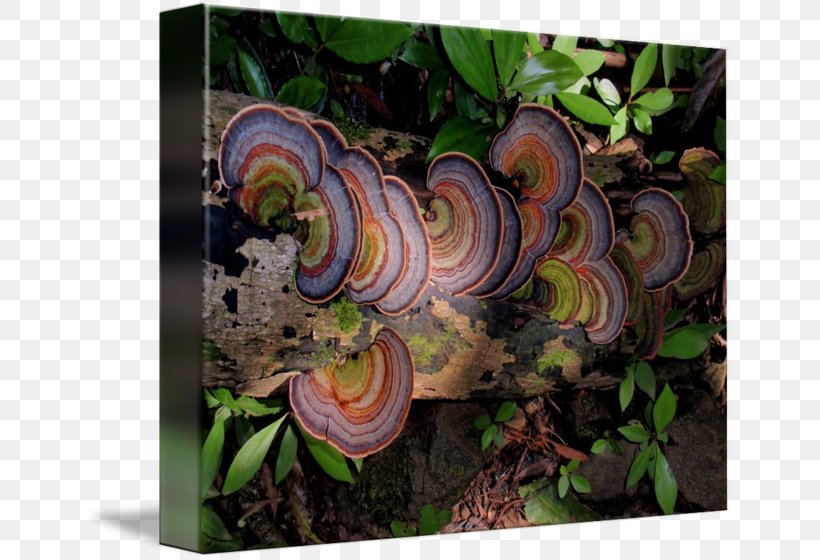 Mushroom Medicinal Fungi Fungus Medicine Forest, PNG, 650x560px, Mushroom, Flora, Forest, Fungus, Map Download Free