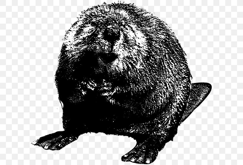 Beaver Clip Art Image Transparency, PNG, 613x558px, Beaver, Blackandwhite, Drawing, Fur Seal, Groundhog Download Free