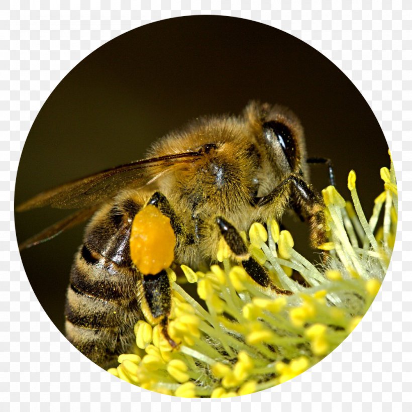 Bee Pollen Insect Honey Bee Pollen Basket, PNG, 1000x1000px, Bee, Arthropod, Bee Pollen, Beehive, Bumblebee Download Free