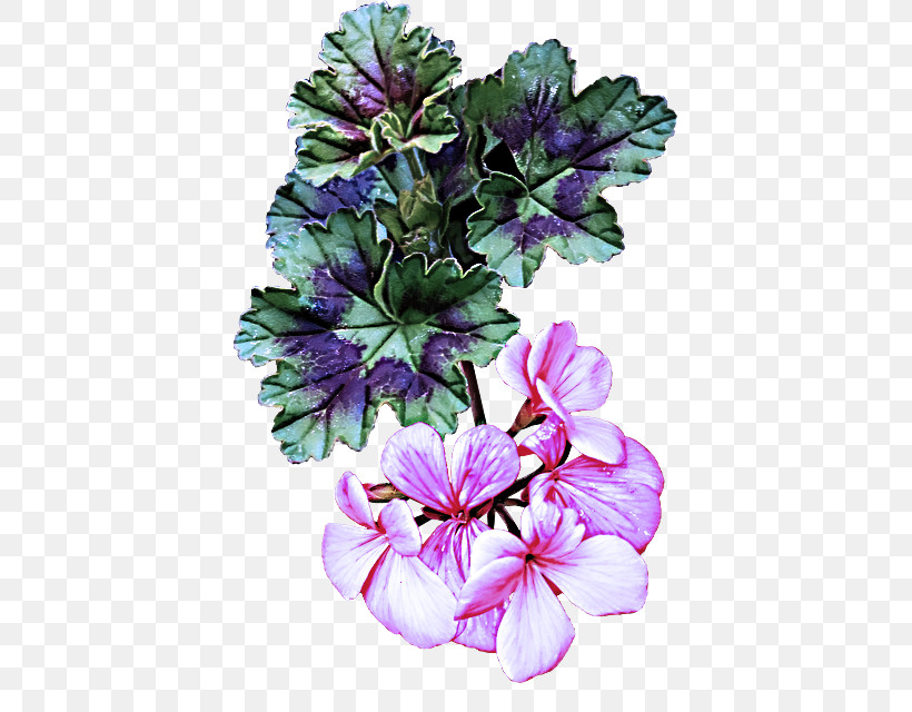 Flower Petal Plant Purple Violet, PNG, 415x640px, Flower, Cut Flowers, Geranium, Leaf, Petal Download Free