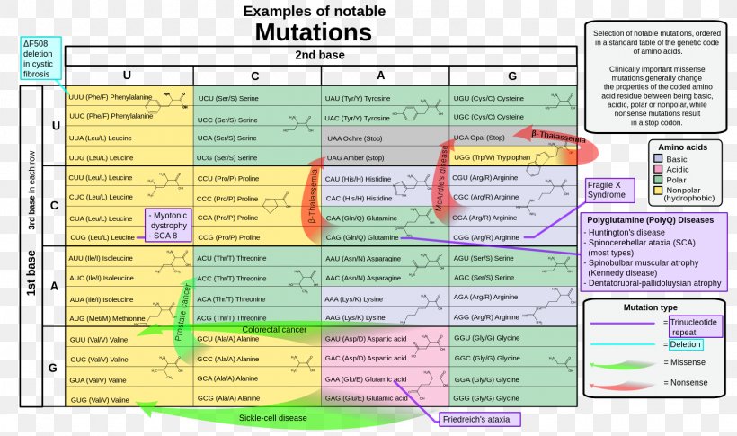 Nonsense Mutation Genetic Code Point Mutation Genetics, PNG, 1600x947px, Mutation, Amino Acid, Area, Codon, Computer Program Download Free