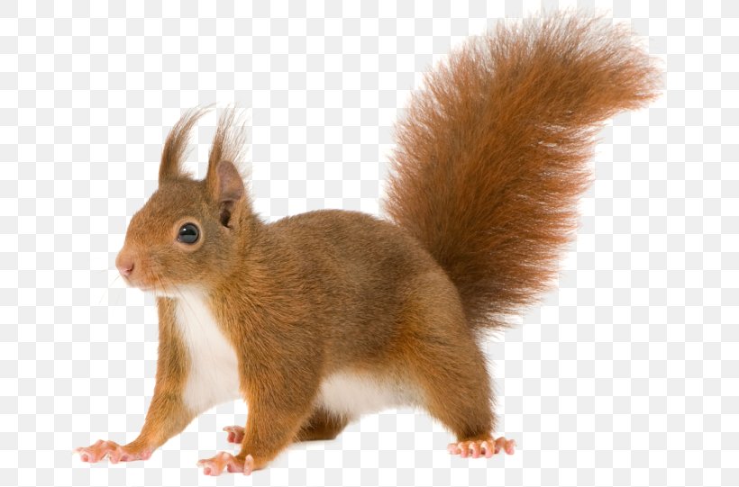 Red Squirrel Rodent Tree Squirrels Clip Art, PNG, 670x541px, Red Squirrel, Chipmunk, Drawing, Fauna, Flying Squirrel Download Free