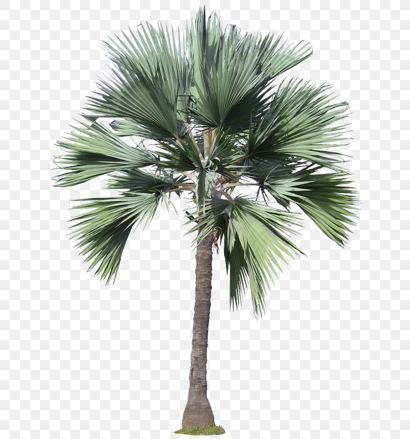 Arecaceae Tree Plant, PNG, 640x878px, Arecaceae, Architectural Rendering, Architecture, Areca Palm, Arecales Download Free