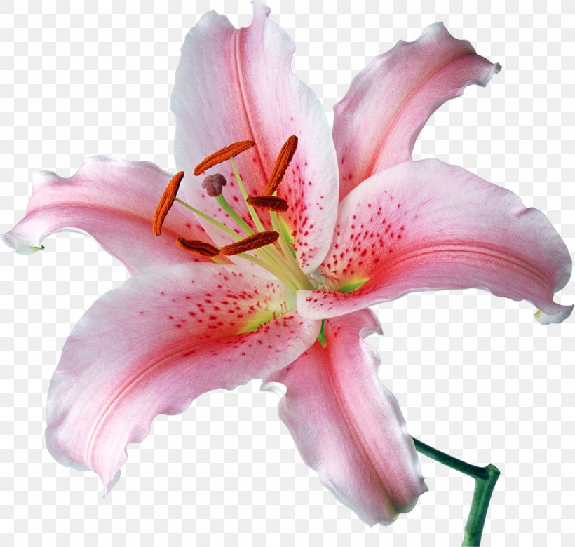 Desktop Wallpaper Lilium 'Stargazer' Flower Stock Photography, PNG, 1200x1142px, Lilium Stargazer, Amaryllis Belladonna, Cut Flowers, Daylily, Flower Download Free