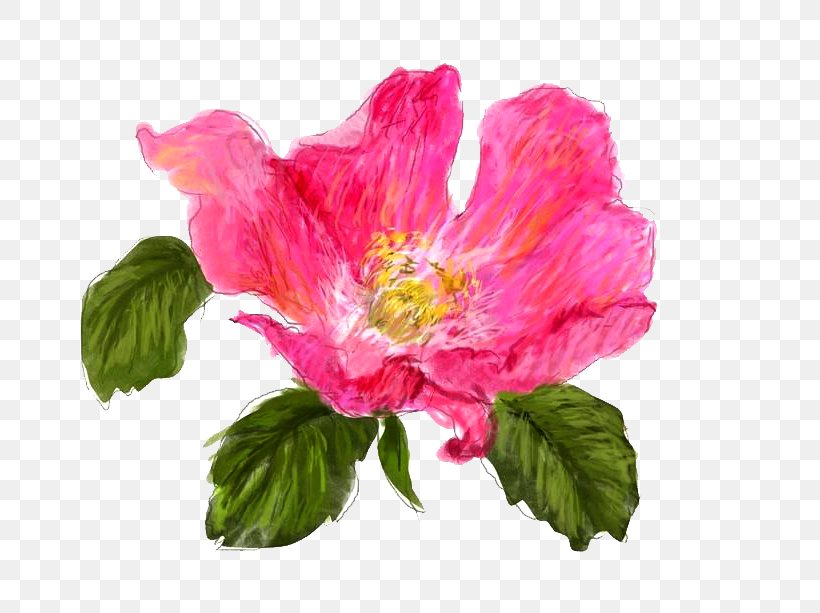 Japanese Camellia Icon, PNG, 800x613px, Japanese Camellia, Annual Plant, Cdr, China Rose, Drawing Download Free