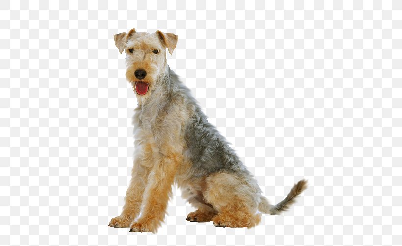 Lakeland Terrier Welsh Terrier Airedale Terrier Wire Hair Fox Terrier Dog Breed, PNG, 520x502px, Lakeland Terrier, Airedale Terrier, Animal, Breed, Carnivoran Download Free