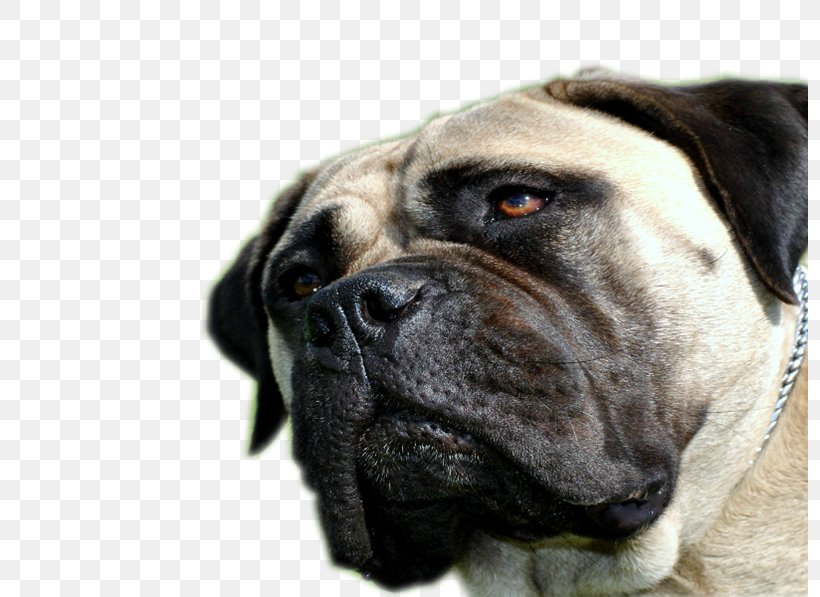 Ori-Pei Bullmastiff English Mastiff Boerboel Dog Breed, PNG, 796x597px, Oripei, American Mastiff, Bandog, Boerboel, Breed Download Free