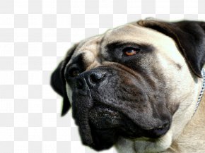 Boerboel Dog Breed Bullmastiff English Mastiff Black Mouth Cur, PNG