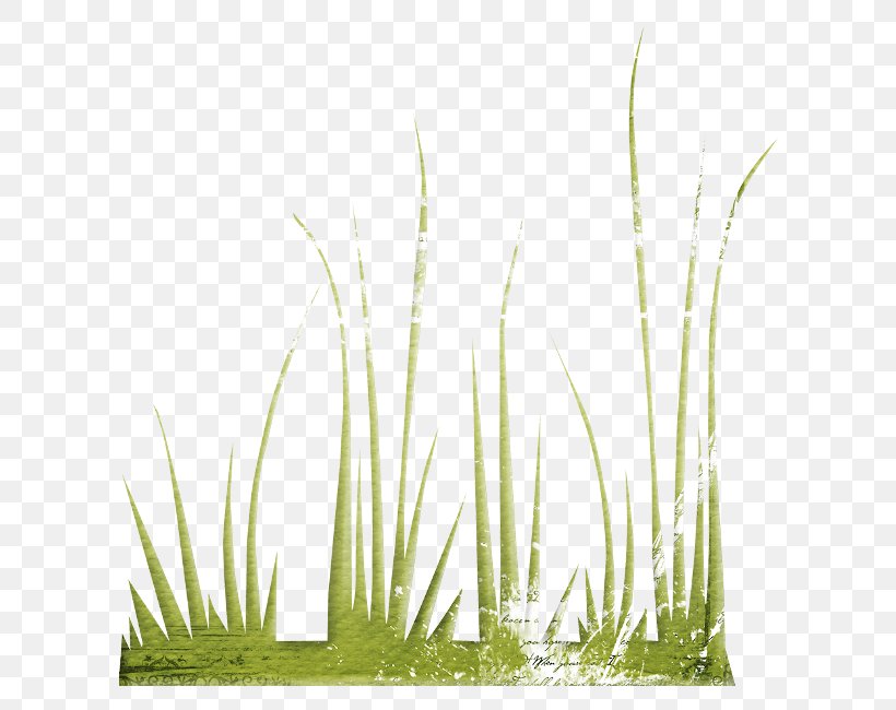 Vetiver Lawn Herbaceous Plant, PNG, 650x650px, Vetiver, Autumn, Chrysopogon, Chrysopogon Zizanioides, Commodity Download Free