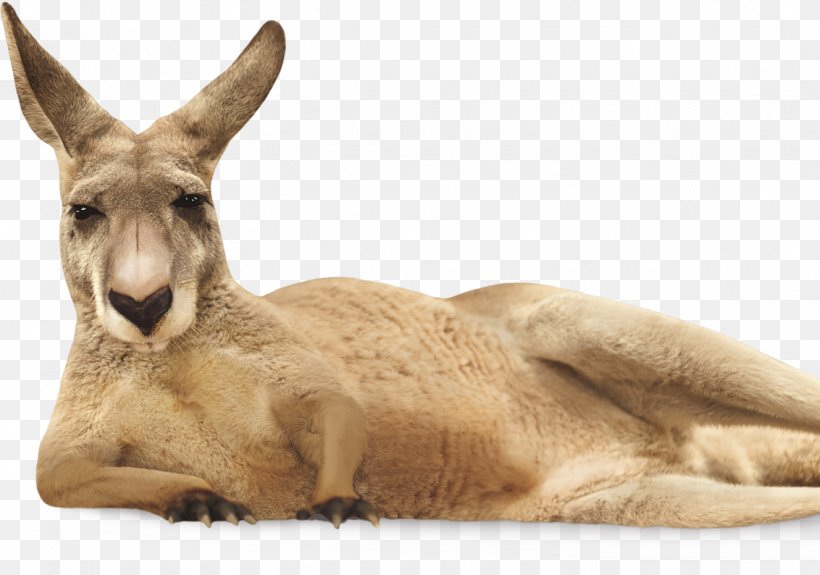 Yellow Tail Jammy Red Roo Australian Wine Kangaroo, PNG, 1132x794px, Yellow Tail, Animal, Animal Figure, Antelope, Australian Wine Download Free