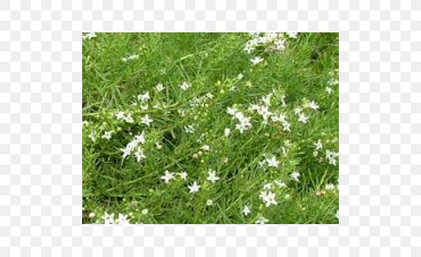 Cow Parsley Sweet Cicely Caraway Herb Apiaceae, PNG, 500x500px, Cow Parsley, Anthriscus, Apiaceae, Caraway, Cicely Download Free