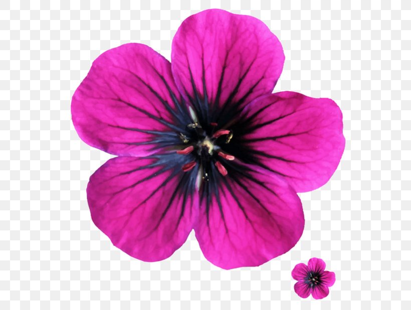 Flower Printing Paper Petal Clip Art, PNG, 600x619px, Flower, Annual Plant, Color, Color Printing, Coloring Book Download Free