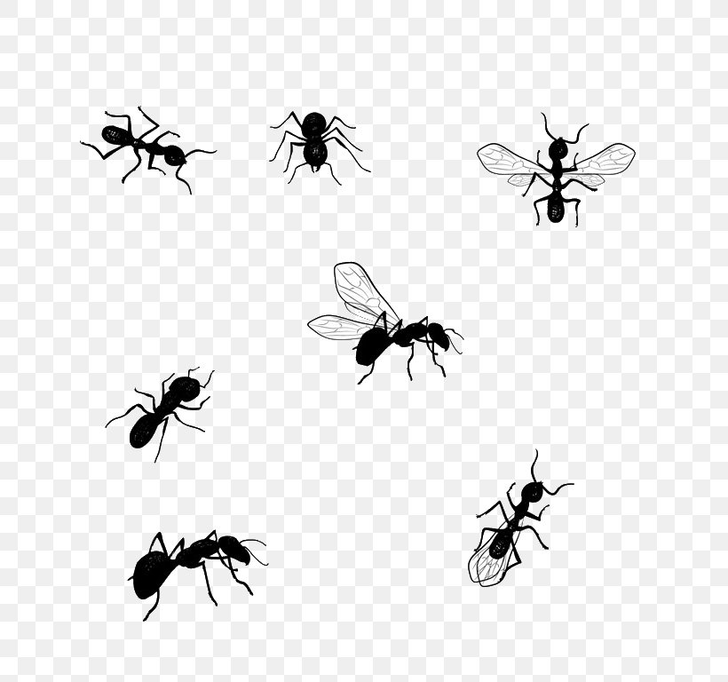 Honey Bee Vector Graphics Illustration Image Drawing, PNG, 768x768px, Honey Bee, Arthropod, Bee, Bigstock, Black And White Download Free