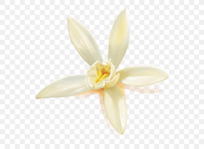 Moth Orchids Amaryllidaceae Amaryllis Family, PNG, 600x600px, Moth Orchids, Amaryllidaceae, Amaryllis, Amaryllis Family, Family Download Free