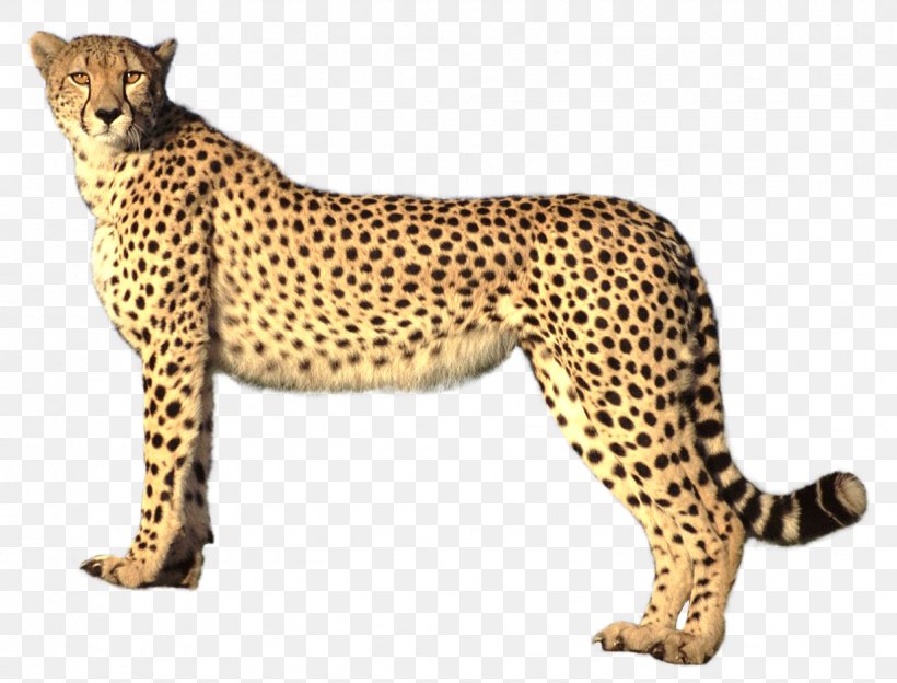 Savannah Cat Cheetah Felidae Lion Jaguar, PNG, 1226x933px, Cheetah, Acinonyx, Animation, Big Cat, Big Cats Download Free