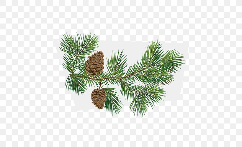 Conifer Cone Fir Tree Branch Pinus Taeda, PNG, 500x500px, Conifer Cone, Branch, Christmas Ornament, Conifer, Drawing Download Free