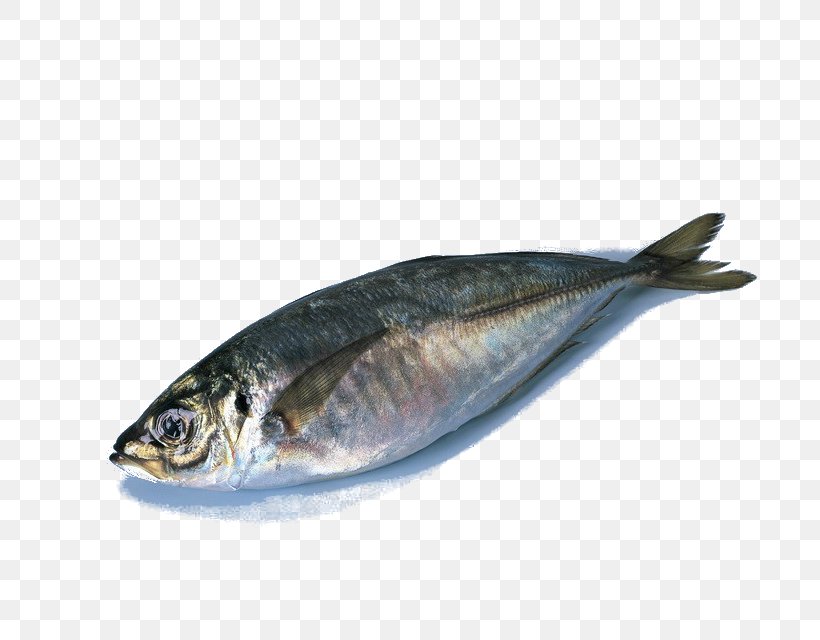 Deep Sea Fish, PNG, 800x640px, Fish, Anchovy, Animal Source Foods, Atlantic Horse Mackerel, Bonito Download Free