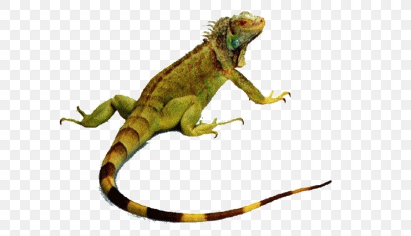 Reptile Lizard Chameleons Green Iguana Snake, PNG, 620x471px, Reptile, Agamidae, Amphibian, Animal, Animal Figure Download Free
