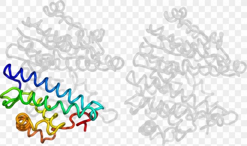 Clip Art Line Angle Product Organism, PNG, 842x500px, Organism, Area, Line Art, Special Olympics Area M, Text Download Free