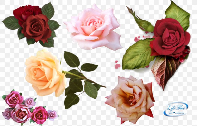 Garden Roses Pink Flowers, PNG, 1024x656px, Rose, Artificial Flower, Cut Flowers, Floral Design, Floribunda Download Free