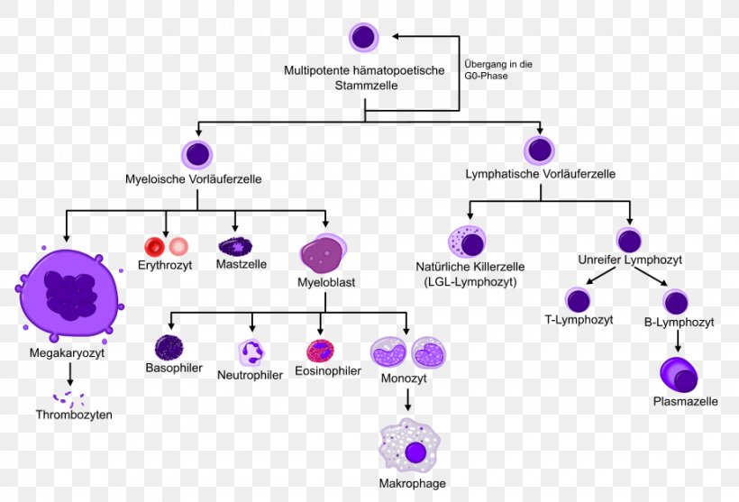 Haematopoiesis Hematopoietic Stem Cell Blood Cell Bone Marrow, PNG, 920x626px, Haematopoiesis, Area, B Cell, Blood Cell, Bone Download Free