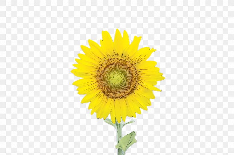 Picsart Background, PNG, 2448x1632px, Sunflower, Asterales, Bloom, Common Sunflower, Cuisine Download Free