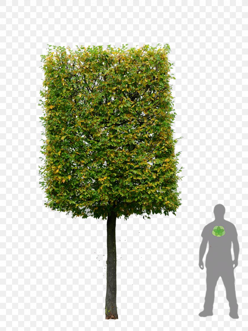 European Hornbeam Hedge Tree Shrub Plants, PNG, 900x1200px, European Hornbeam, Branch, Espalier, European Beech, Evergreen Download Free